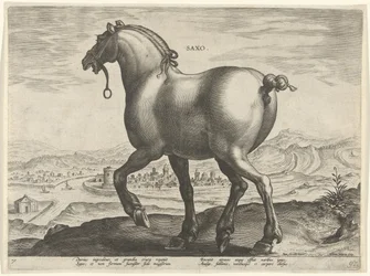 Caballo de Sajonia Saxo (título sobre objeto) Razas de caballos de las Caballerizas Reales de Don Juan de Austria (título de la serie) Equile Ioannis Austriaci Caroli (título de la serie)