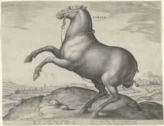 Caballo de Escitia Cimber (título sobre el objeto) Razas de caballos de las Caballerizas Reales de Don Juan de Austria (título de la serie) Equile Ioannis Austriaci Caroli (título de la serie)