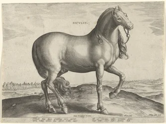 Caballo de Sicilia (Siculus) Sicvlvs (título sobre el objeto) Razas de caballos de las Caballerizas Reales de Don Juan de Austria (título de la serie) Equile Ioannis Austriaci Caroli (título de la serie)