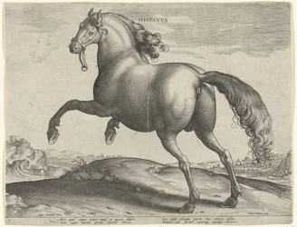 Caballo de España (Hispanus Alter) Hispanvs (título sobre objeto) Razas de caballos de las Caballerizas Reales de Don Juan de Austria (título de la serie) Equile Ioannis Austriaci Caroli (título de la serie)