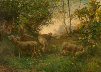 Ovejas en el límite del bosque