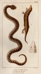 Aesping o Red Vipere, Skink de las farmacias, su cabeza vista arriba". Fauna des Mdecins ou histoire des animaux et de leurs produits par Hippolyte Cloquet" - Volumen 6 - 1825.