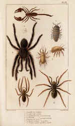 Amardille de las tiendas, el Sascopte de la sarna, la Tarántula, el Araignee de las escamas, el Mygale, el Escorpión". Fauna des Mdecins ou histoire des animaux et de leurs produits par Hippolyte Cloquet" - Volumen 6 - 1825.