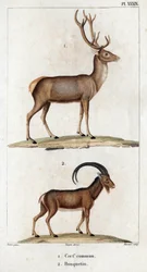 Ciervo común e Ibex. Fauna des Mdecins ou histoire des animaux et de leurs produits par Hippolyte Cloquet" - Volumen 6 - 1825.