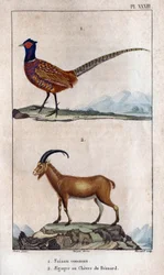 Faisán común y Chevre de Bezoard. Tabla tomada de "" Fauna de los Docs o historia de los animales y sus productos "" de Hippolyte Cloquet