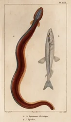 Gymnonote eléctrico y Eperlan". Fauna des Mdecins ou histoire des animaux et de leurs produits par Hippolyte Cloquet" - Volumen 6 - 1825.