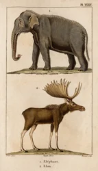 El elefante y el alce. Fauna des Mdecins ou histoire des animaux et de leur produits par Hippolyte Cloquet" - Volumen 6 - 1825.