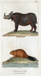Rinoceronte de la India y castor canadiense. Fauna des Médecins ou histoire des animaux et de leurs produits par Hippolyte Cloquet" - Volumen 6 - 1825.