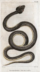 Representación del Trigonocephale - Punta de lanza: reptil. Lámina de "" Fauna de los médicos o historia de los animales y sus productos"