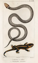 La serpiente de collar, la salamandra terrestre. Fauna des Médecins ou histoire des animaux et de leurs produits par Hippolyte Cloquet" - Volumen 6 - 1825.