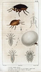 El Chic Común, el Pou. Fauna des Médecins ou histoire des animaux et de leurs produits par Hippolyte Cloquet" - Volumen 6 - 1825.