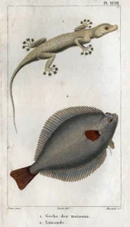 La salamanquesa de las casas y de Limandia. Lámina extraída de "Fauna de la física o historia de los animales y sus productos" de Hippolyte Cloquet