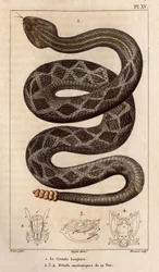 La serpiente de cascabel beberá, detalles anatómicos de su cabeza". Fauna de los médicos o historia de los animales y sus productos por Hippolyte Cloquet" -