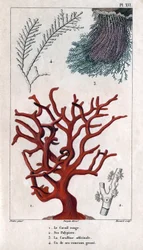 El coral rojo, sus políperos, la coralina officinale, una de las ramas gruesas. en "Fauna de los muelles o historia de los animales y sus productos por Hippolyte Cloquet" - Volumen 6 - 1825.