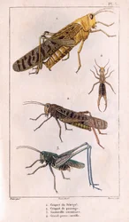 El saltamontes de Senegal, saltamontes de pasaje, saltamontes, gran oreja de perdiz.en "Fauna des Medecins ou histoire des animaux et produits par Hippolyte Cloquet" - Volumen 6 - 1825