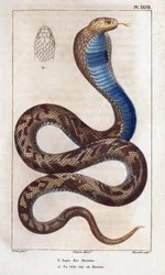 El áspid de los ancianos, su cabeza vista desde arriba. Fauna des Mdecins ou histoire des animaux et de leurs produits par Hippolyte Cloquet" - Volumen 6 - 1825.