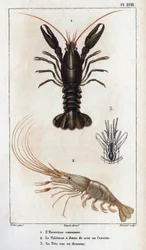 El cangrejo de río común, el Palemón tiene dientes de sierra o camarones, su cabeza se ve abajo". Fauna des Mdecins ou histoire des animaux et de leurs produits par Hippolyte Cloquet" - Volumen 6 - 1825.