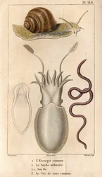El caracol común, la sepia ordinaria, su hueso, la lombriz común.en "Fauna de los muelles o historia de los animales y sus productos por Hippolyte Cloquet" - Volumen 6 - 1825.