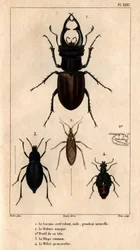 El milano macho, tamaño natural, la máscara de Reduve, el blaps común, el proscarabee Meloe en "Fauna de los médicos o historia de los animales y sus productos por Hippolyte Cloquet" - Volumen 6 - 1825.