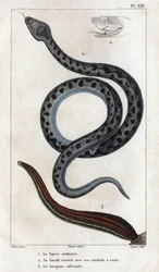 La Víbora ordinaria, su boca abierta con sus colmillos un veneno, el officinale Sangue". Fauna des Médecins ou histoire des animaux et de leurs produits par Hippolyte Cloquet" - Volumen 6 - 1825.