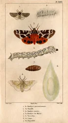La procesionaria Bombyce, su oruga, la Marten Bombyce, la Murier Bombyce, el Gusano de Seda, su casco, su crisálida.En "Fauna de los Médicos o historia de los animales y sus productos por Hippolyte Cloquet" -