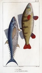 Atún y perca de río". Fauna de los médicos o historia de los animales y sus productos por Hippolyte Cloquet" -