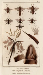 Varias abejas". Fauna des Mdecins ou histoire des animaux et de leurs produits par Hippolyte Cloquet" - Volumen 6 - 1825.