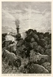 Una manada de diez o doce mil búfalos bloqueó el camino, de La vuelta al mundo en ochenta días de Julio Verne (1828-1905), grabado por Louis Prevost, 1873