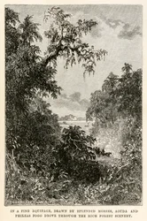 En un elegante carruaje, tirado por espléndidos caballos, Aouda y Phileas Fogg recorrieron el rico paisaje forestal, de La vuelta al mundo en ochenta días de Julio Verne (1828-1905) grabado por Henri-Théophile
