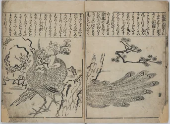 Colección de flores y pájaros (Kacho zukushi)