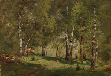 Interior de un bosquecillo de abedules