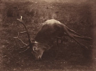 Ciervo muerto,1857 (foto)