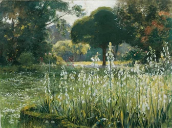 Jacintos de verano (Galtonia)
