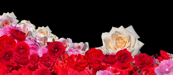 SUEÑO DE ROSAS 2