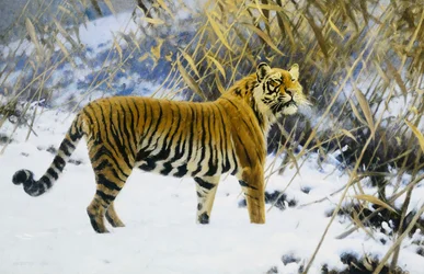 Tigre en un paisaje invernal