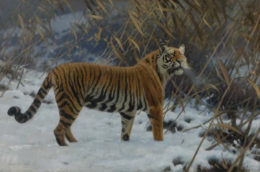 Un tigre en la nieve