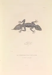 El gimnodáctilo Phyllure".