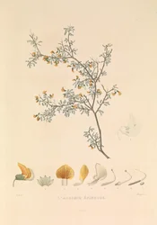 La Adesmie Épineuse" (Adesmia espinosa)