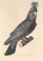 La Callicéphale australiana".