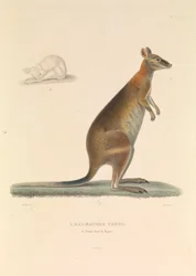 La Tetis Halmadura
