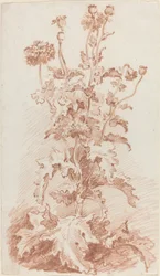 Amapolas con cápsulas de semillas