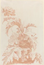 Amapola en flor