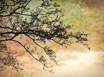 Silueta artística de un árbol