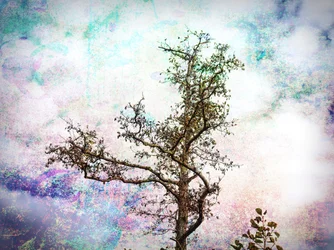 El sueño del árbol de colores