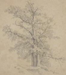 Árbol