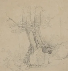 Árbol y Roca