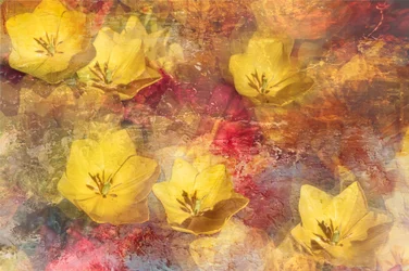 Tulipanes amarillos texturizados