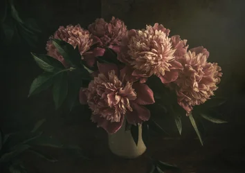 Elegantes peonías rosas