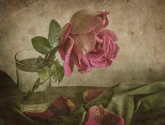 Naturaleza muerta con rosa marchita