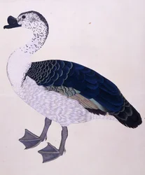 Un pato comb, c.1800